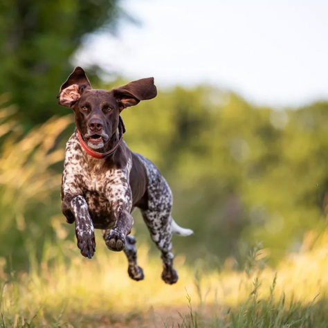 7 Facts About Dog CBD