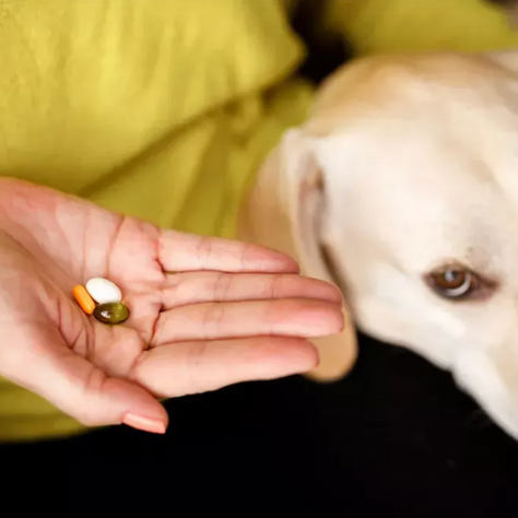 Medications & NSAIDs for Dogs
