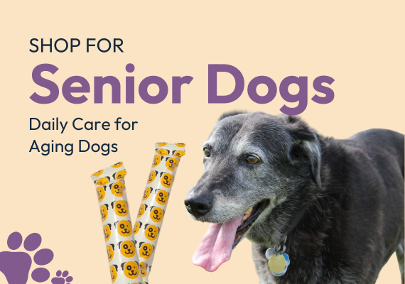 Senior Dogs
