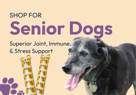 Senior Dogs