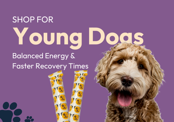 Young Dogs
