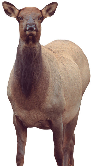 MONTANA DECOY EICHLER ELK