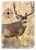 Birchwood Casey 35402 Pregame  Mule Deer Paper Target 16.50" x 24" 3 Per Pkg