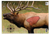 Birchwood Casey 35404 Pregame  Elk Paper Target 16.50" x 24" 3 Per Pkg