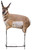 MONTANA DECOY EICHLER ANTELOPE W/STAND
