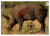Birchwood Casey 35408 Pregame  Boar Paper Target 16.50" x 24" 3 Per Pkg