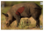 Birchwood Casey 35408 Pregame  Boar Paper Target 16.50" x 24" 3 Per Pkg