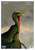 Birchwood Casey 35403 Pregame  Turkey Paper Hanging Universal 12" x 18" Multi-Color 8 Per Pkg