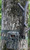 BRO TRAIL CAMERA LONG RANGE ATENNA