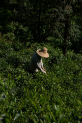 In Search of Taiping Houkui 