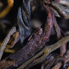 GU SHU CHA 中国茶 100g Gu Shu Single Tree 單株茶 - West China Tea