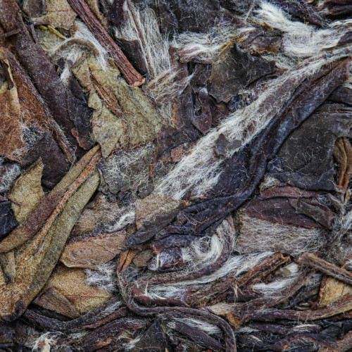 Tea - White Tea 白茶 - West China Tea