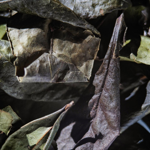10g Big Leaf Purple White 大葉紫芽白茶
