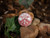 100 Coins: Nannuo Sun-Dried Red Tea Coin 曬乾紅幣 WHOLESALE