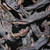 100g Black Ant 黑螞蟻