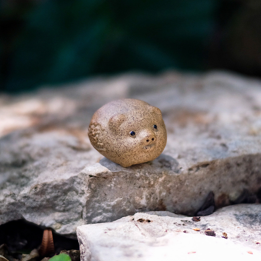 Image of Noodle Pig Tea Pet