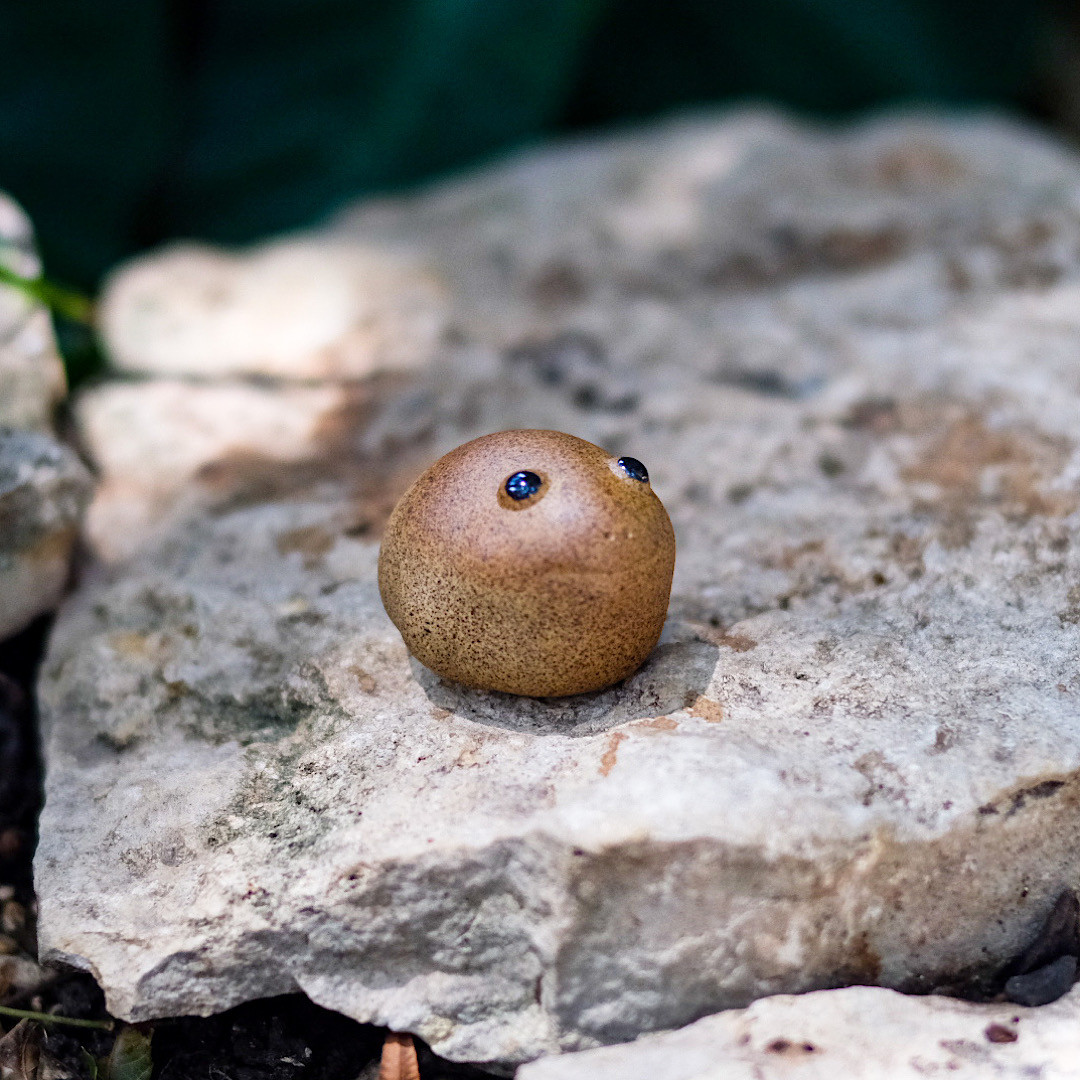 Image of Cute Round Chanchu Tea Pet