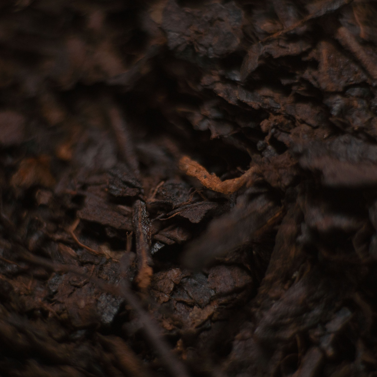 Image of 30g 1990 Black Lodge Fuzhuan 黑祠堂茯磚