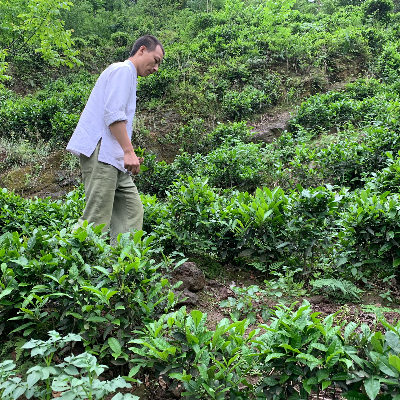 Image of Wild Sichuanese Tea Flight