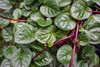 Nusantara Delicate Powder Binahong Leaves - Anredera cordifolia 80 gram