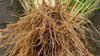 Nusantara Delicate Akar Wangi Dried - Chrysopogon zizanioides 80 gram