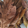 Nusantara Delicate Sukun Leaves - Artocarpus altilis Dried,  80  gram