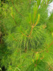 Nusantara Delicate  Pinus Leaves Dried - Pinus, 80  gram