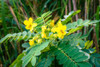 Nusantara Delicate Jati Cina Leaves - Senna alexandrina Powder ,  80  gram