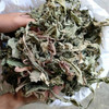 Nusantara Delicate Tapak Liman  Leaves -  Elephantopus scaber Dried,  80  gram