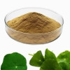 Nusantara Delicate Pegagan Leaves - Centella asiatica Powder, 80  gram