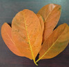 Nusantara Delicate Jackfruit Leaves - Artocarpus heterophyllus Powder, 80  gram