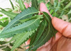 Nusantara Delicate Mimba Leaves- Azadirachta indica Dried ,  80  gram