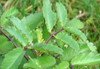Nusantara Delicate Cocor Bebek  Leaves -  Kalanchoe pinnata Dried ,  80  gram