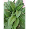Nusantara Delicate Komfrey  Leaves -  Symphytum officinale Powder ,  80  gram