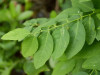 Nusantara Delicate Daun Katuk - Sauropus Androgynus Leaf Dried, 80gr