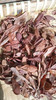Nusantara Delicate Sisik Naga Leaves - Pyrrosia Piloselloides Dried, 80gr