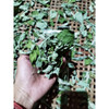 Nusantara Delicate Daun Patikan Mas - Euphorbia Heterophylla Leaf Dried, 80gr