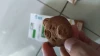Promina Multigrain Cookies Choco Almond Quinoa, 42gr