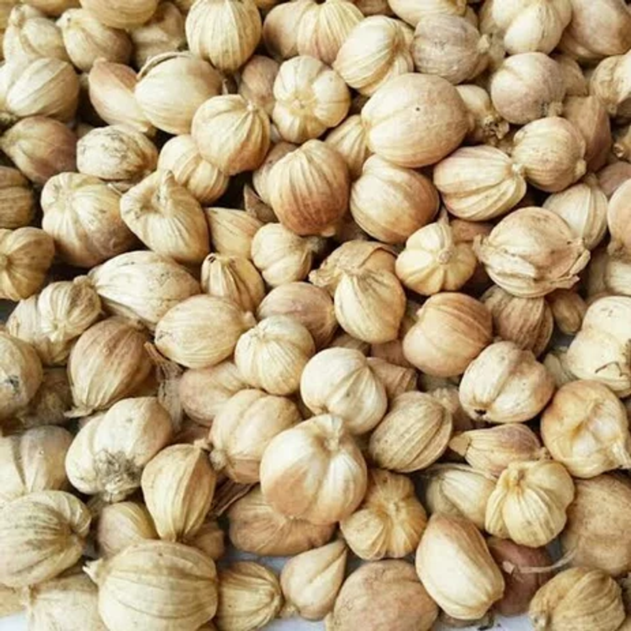 Nusantara Delicate Dried Cardamom Fruit - Elettaria cardamomum 80 gram