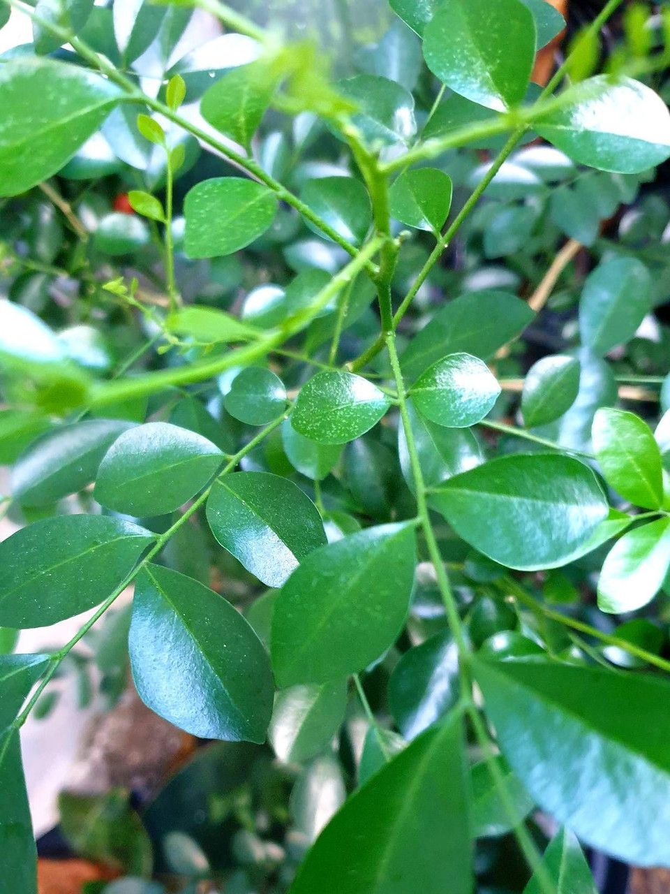 Nusantara Delicate Kemuning Leaves -  Murraya paniculata Dried ,  80  gram