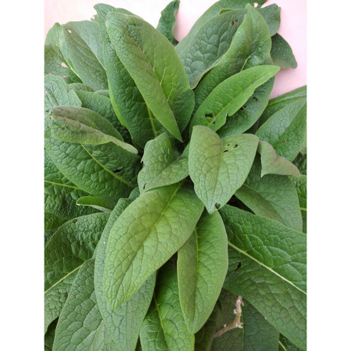 Nusantara Delicate Komfrey  Leaves -  Symphytum officinale Powder ,  80  gram