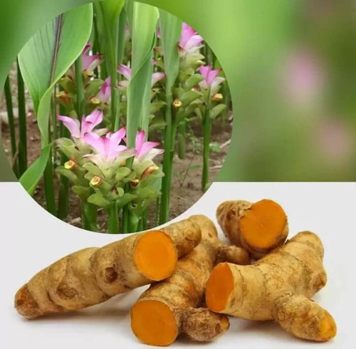 Nusantara DelicateTemulawak (Curcuma Zanthorrhiza) Powder (grouded), 80 Gram