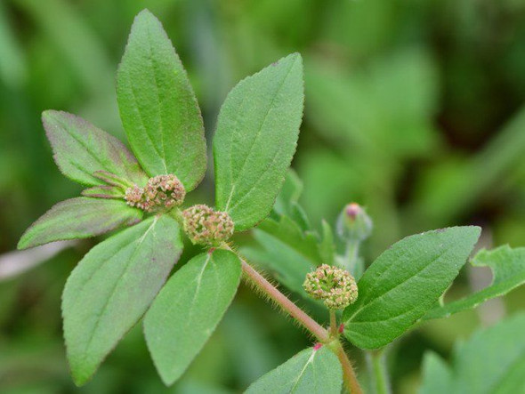 Nusantara Delicate Powder Patikan kebo leaves - Euphorbia hirta L, 200 gram