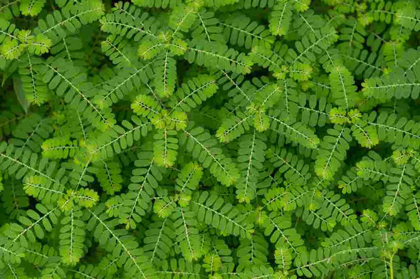 Nusantara Delicate Dried Meniran Leaves - Phyllanthus niruri, 80  gram