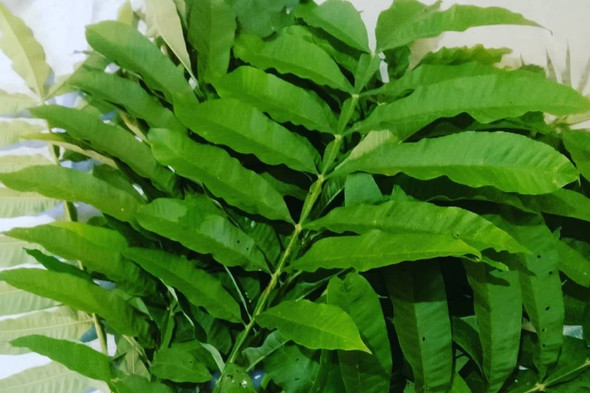 Nusantara Delicate Sungkai Leaves - Peronema canescens Jack Powder,  80  gram