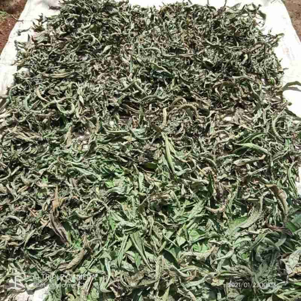 Nusantara Delicate Sungkai Leaves - Peronema canescens Jack Dried,  80  gram