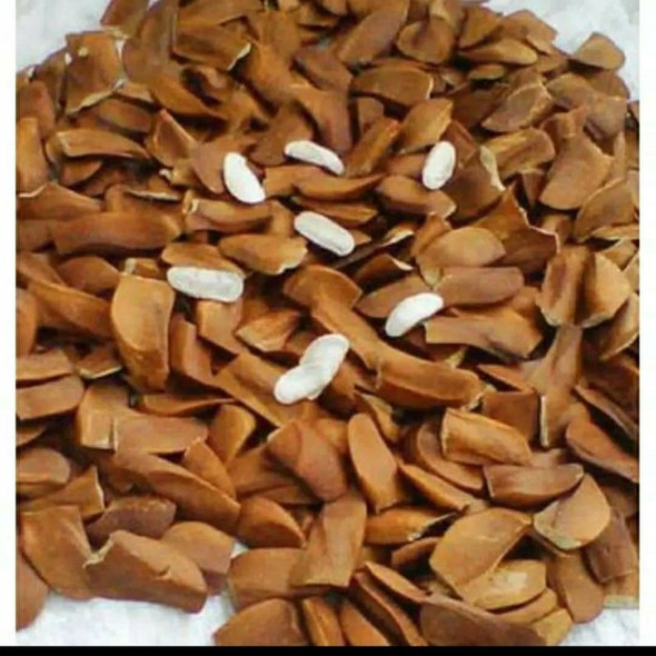 Nusantara Delicate Dried Mahoni seeds   - Swietenia mahagoni 80  gr