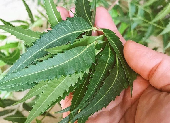 Nusantara Delicate Mimba Leaves - Azadirachta indica Dried, 80  gram