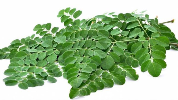 Nusantara Delicate Kelor Leaves - Moringa oleifera Dried, 80  gram