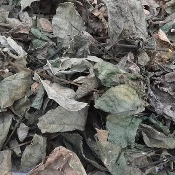 Nusantara Delicate Keji Beling Leaves - Strobilanthes crispa Dried, 80  gram